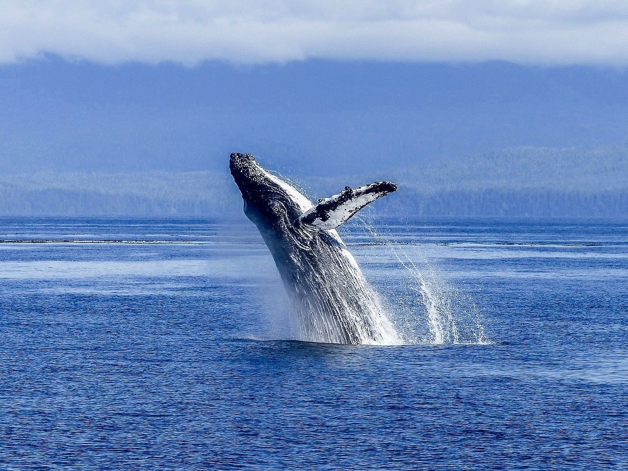 Humpback Whale Watching Trip Magelia Colombie Humpback Whale Watching Trip Magelia Colombie